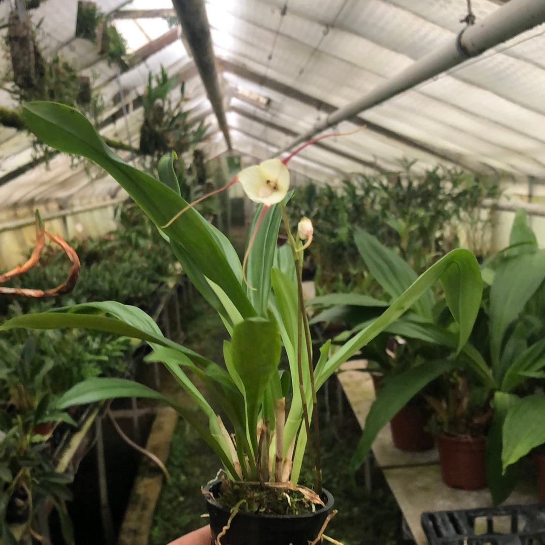 dracula plant indoor Dracula rezekiana – Hennis Orchideen