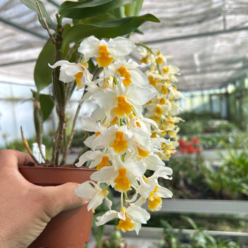 Dendrobium Mem. Christa Erdmann x sib.
