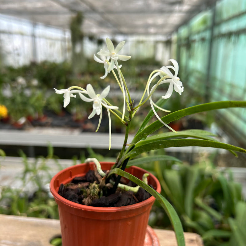 Neofinetia falcata