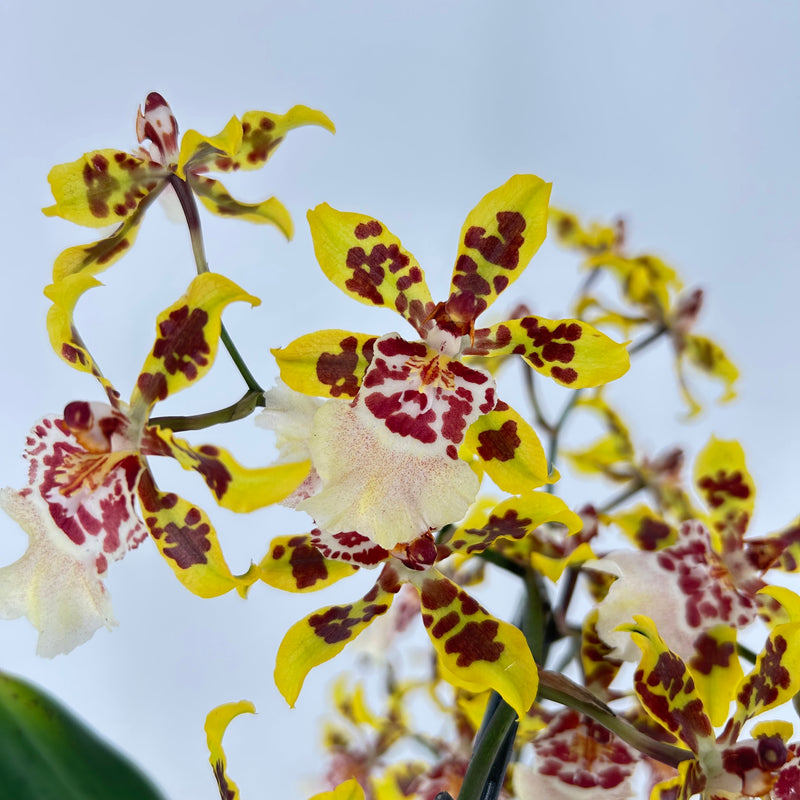 Colmanara Yellow Star