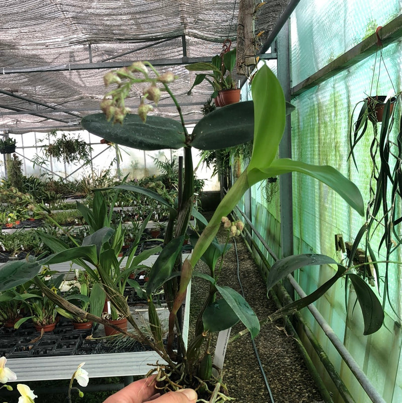 Dendrobium LUTIN BLANC