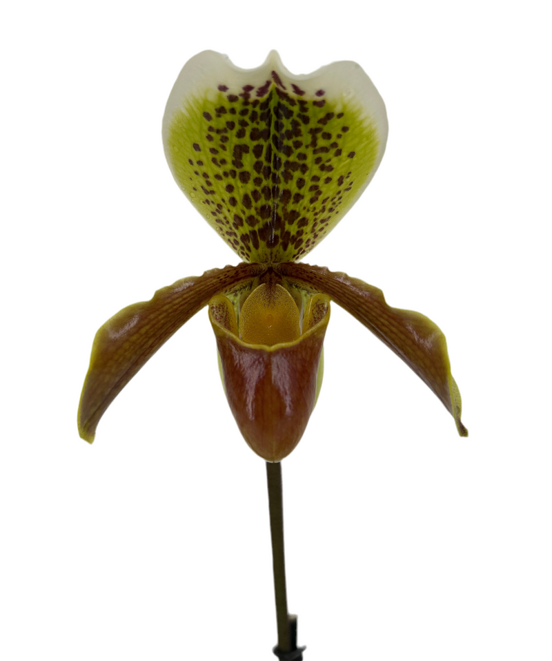 Paphiopedilum insigne