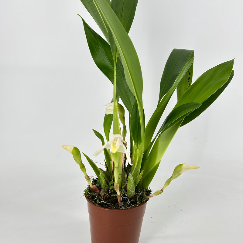 Maxillaria confusa
