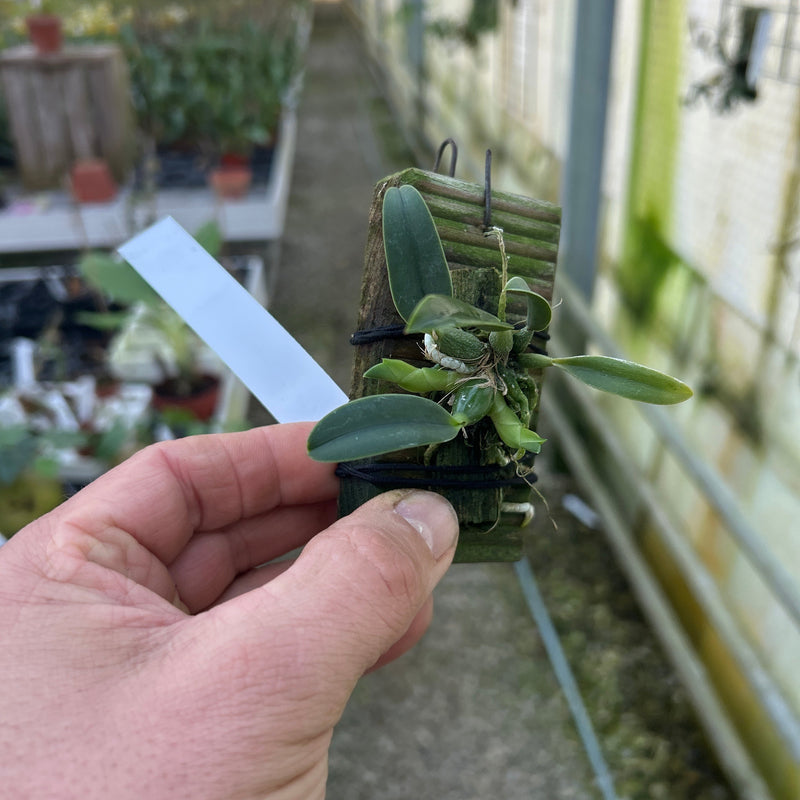 Sophronitis wittigiana