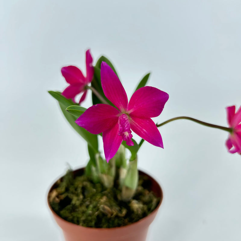Sophronitis riograndensis X Laelia ghillanyi