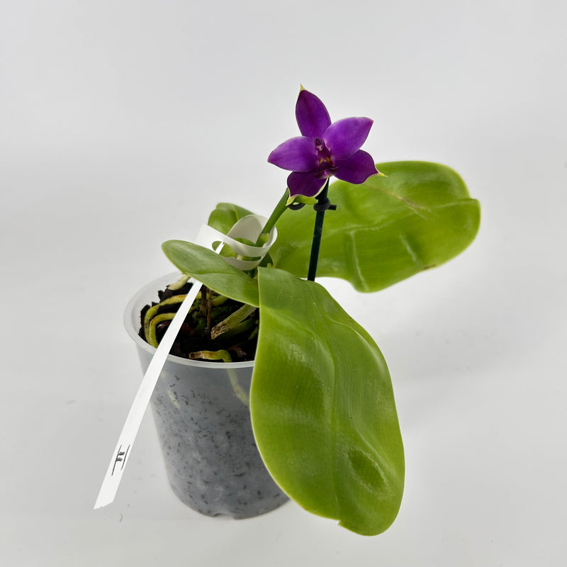 Phalaenopsis Hybride Test 2