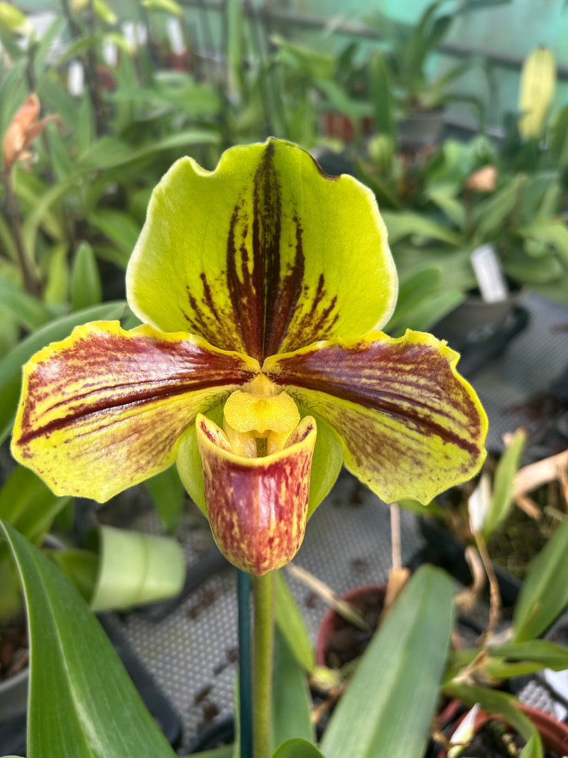 Paphiopedilum LIPPEWUNDER