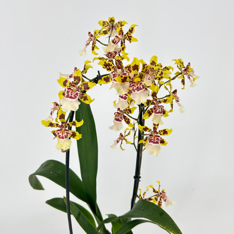 Colmanara Yellow Star