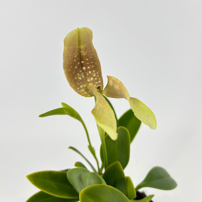 Bulbophyllum grandiflorum