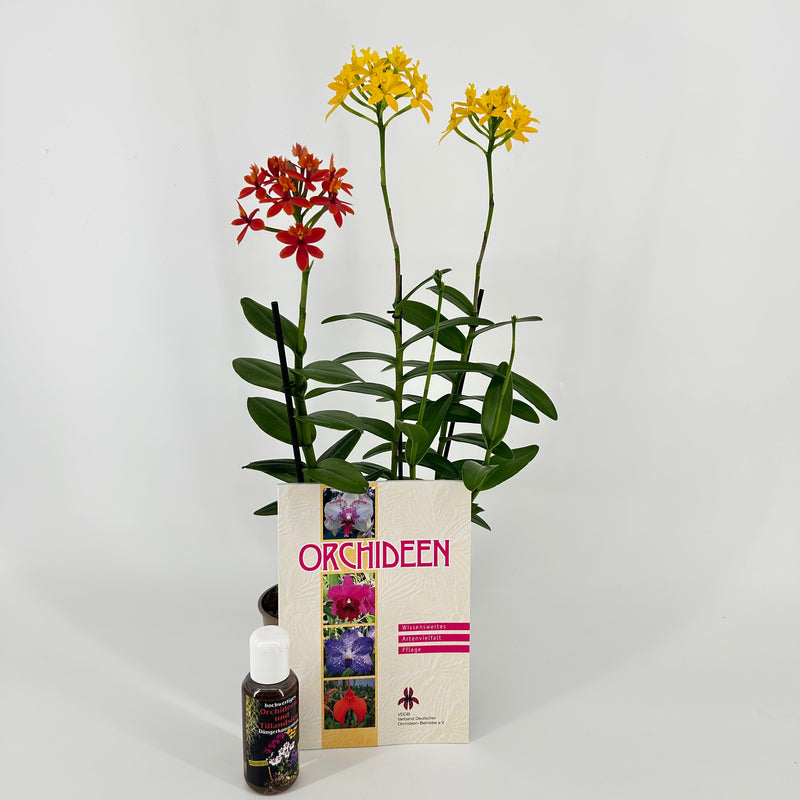 Epidendrum Nordic-Valentin-Set