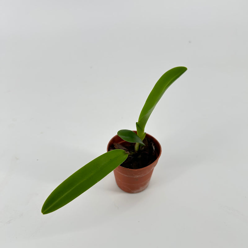 Cattleya maxima