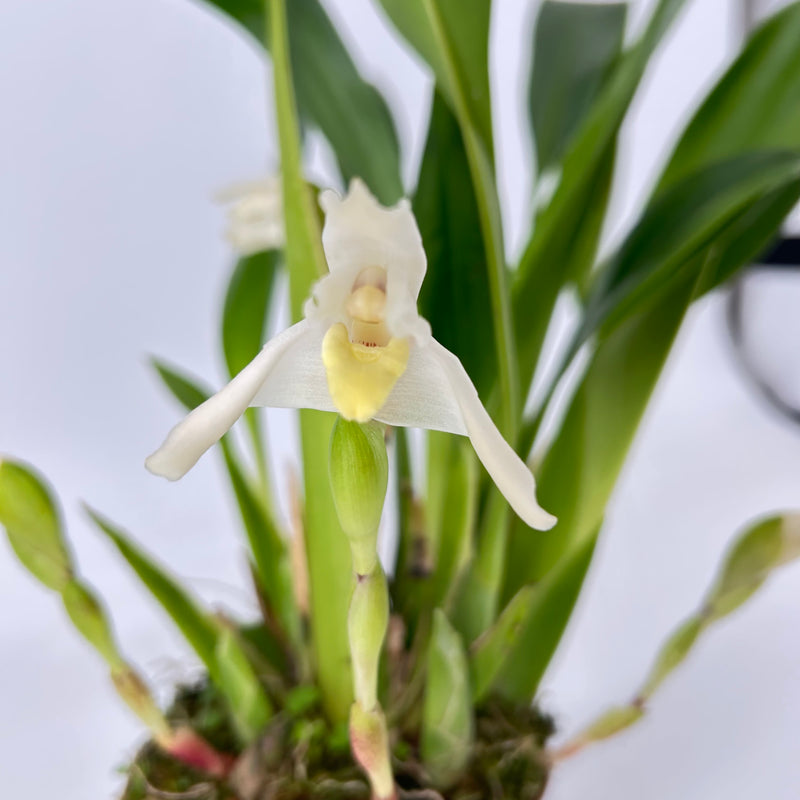 Maxillaria confusa