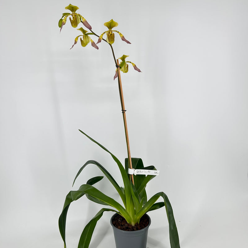 Paphiopedilum lowii &