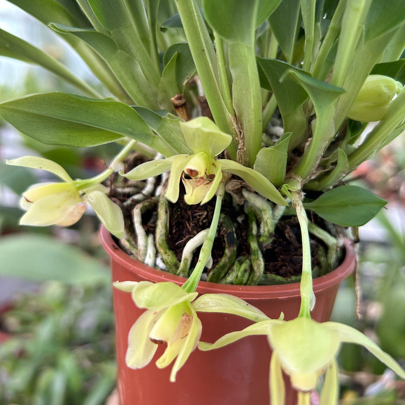 Stenia angustilabia