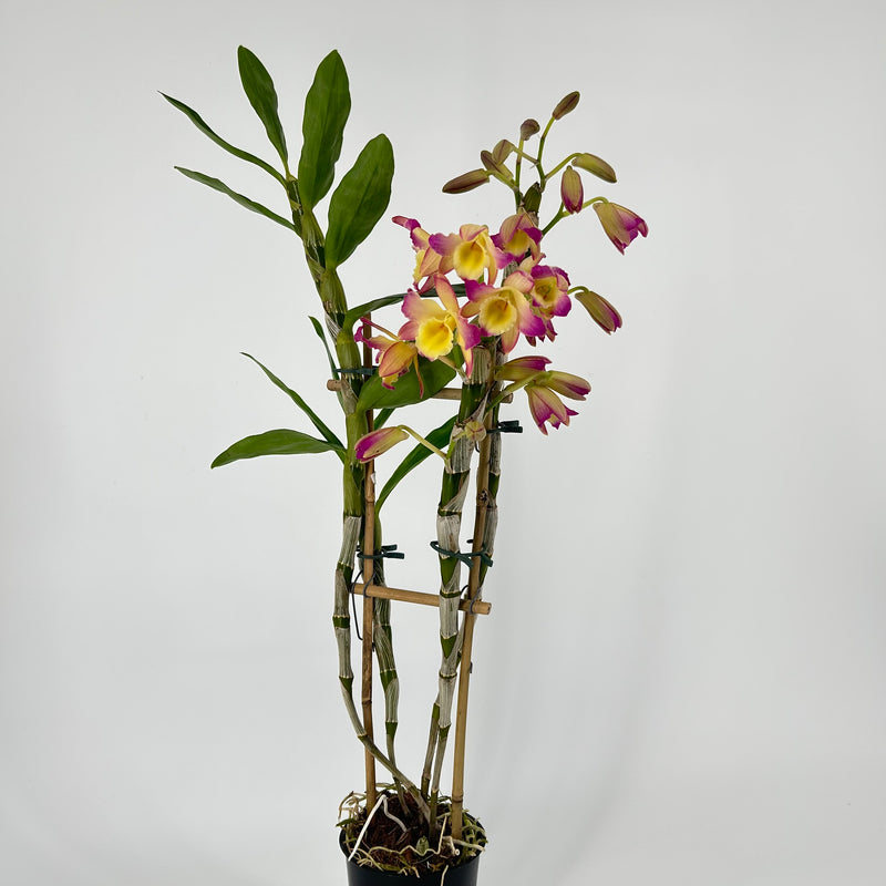 Dendrobium ORIENTAL SMILE