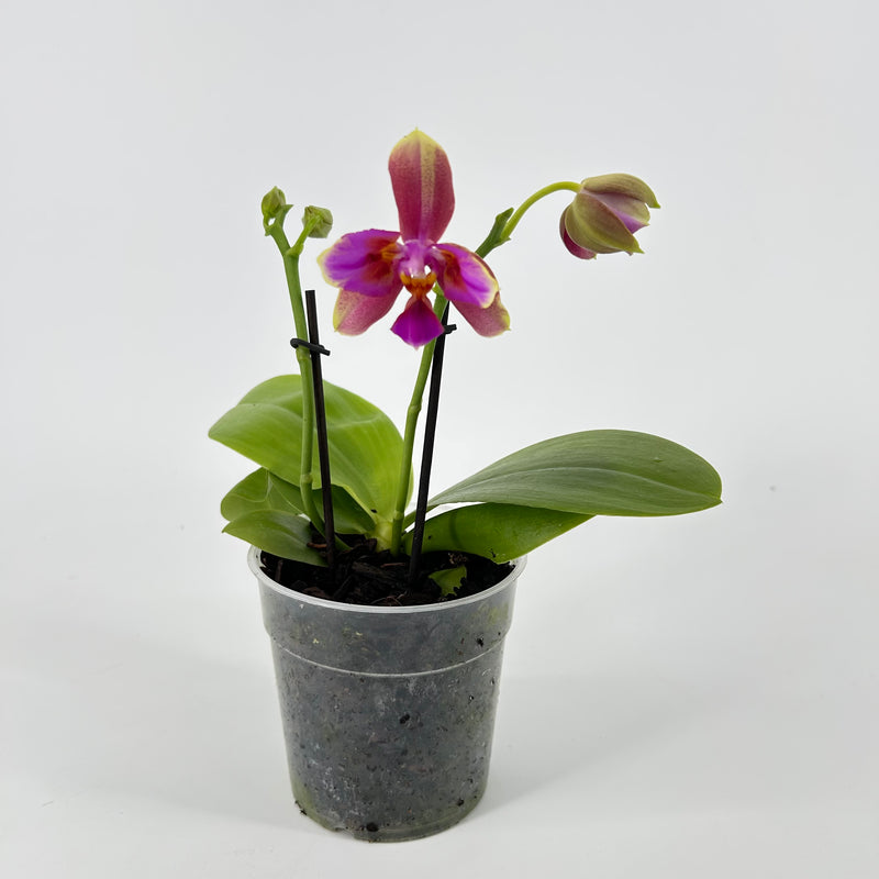 Phalaenopsis LIODORO &