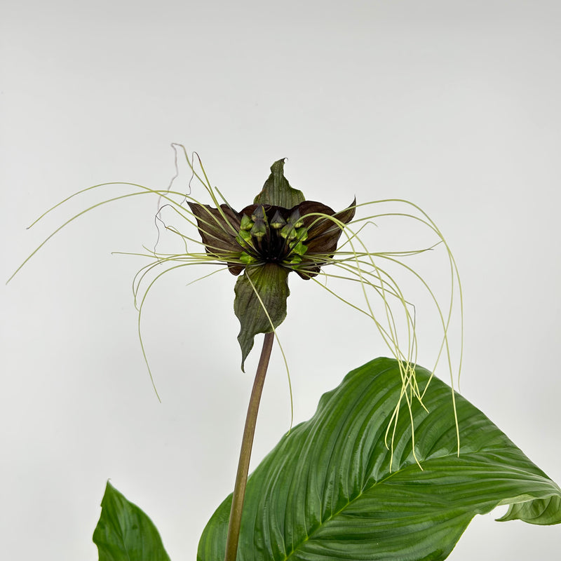 Tacca chantrieri