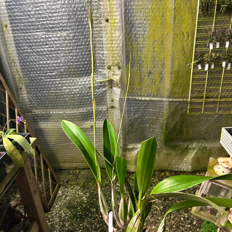 Laelia anceps