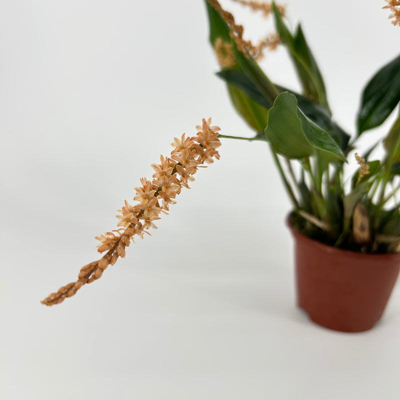 Dendrochilum bicallosum