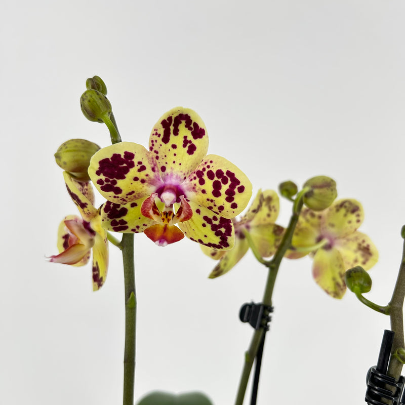 Phalaenopsis Hybride &