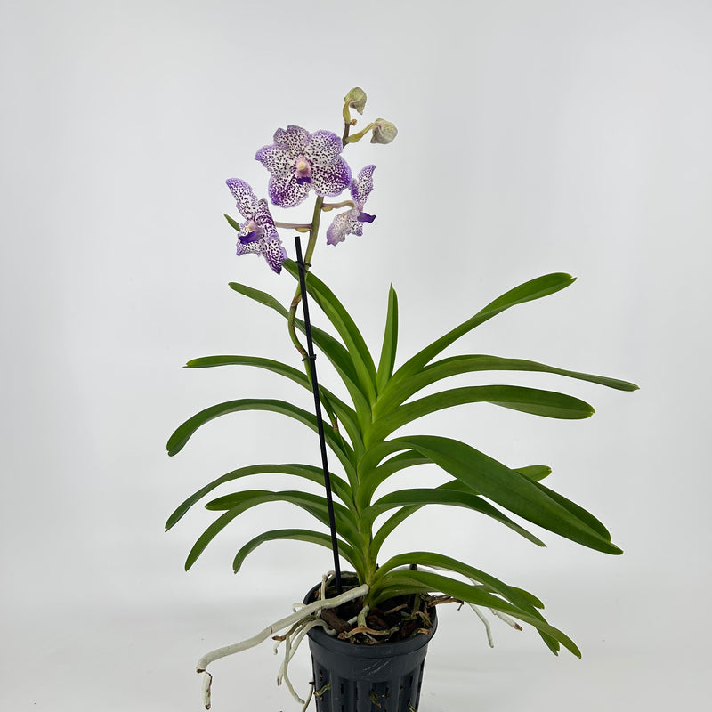 Vanda Hybride "Yano Blue"