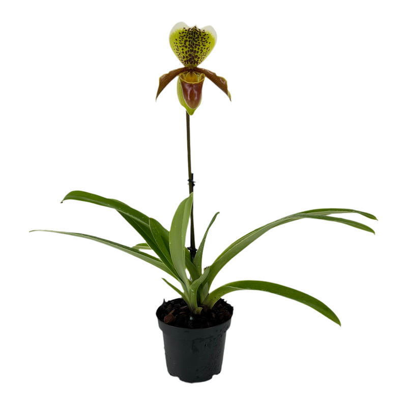 Paphiopedilum insigne