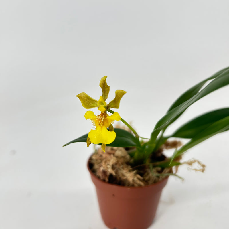Oncidium uniflorum