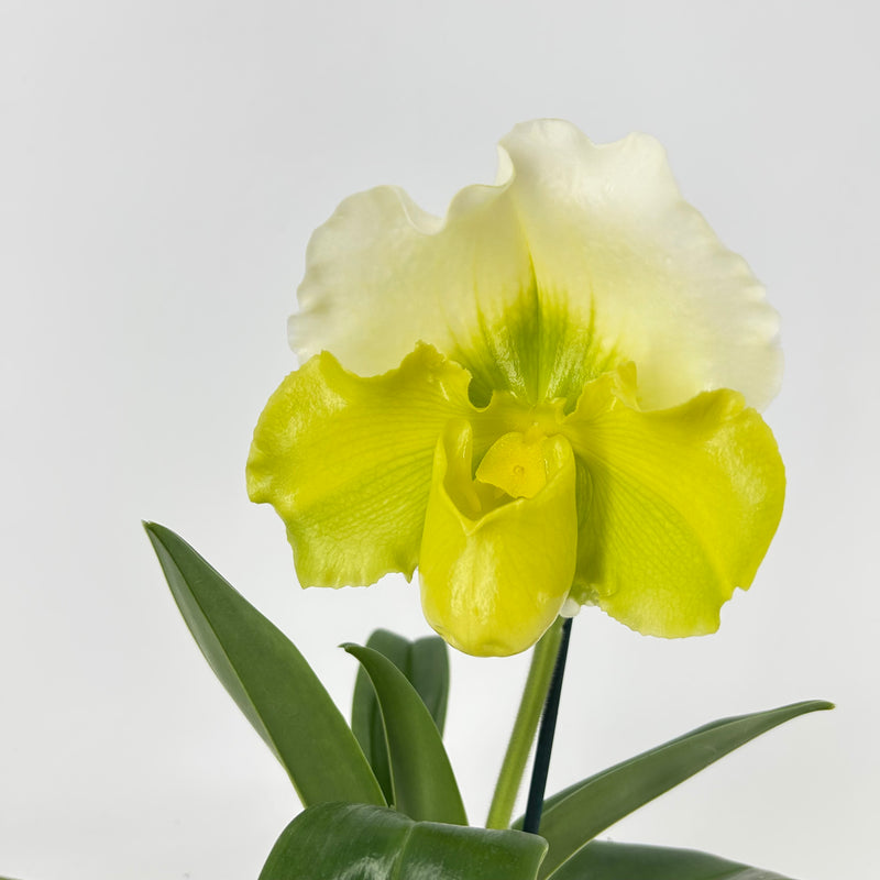 Paphiopedilum Hybride grün-weiß