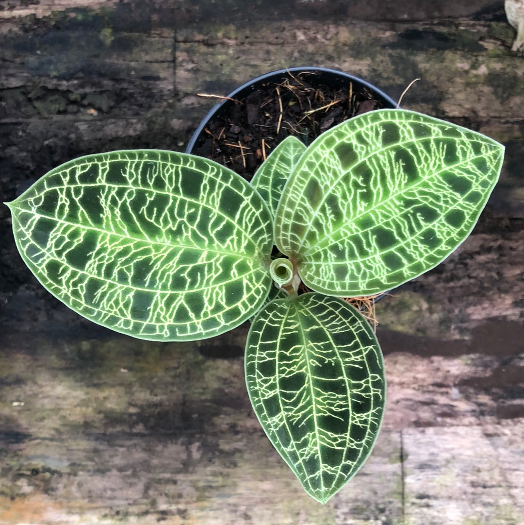 Macode's petola – Hennis Orchideen