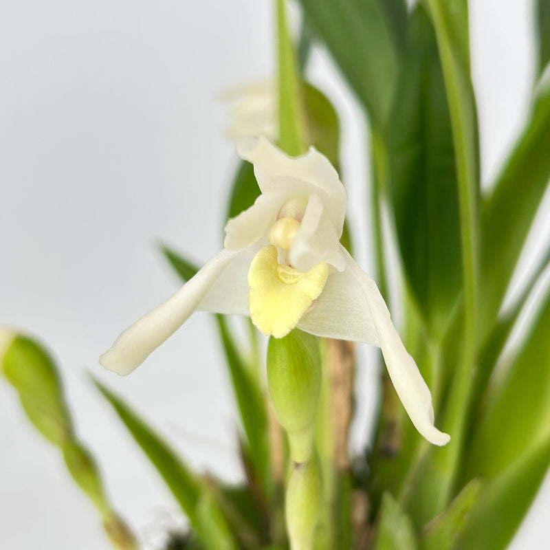 Maxillaria confusa