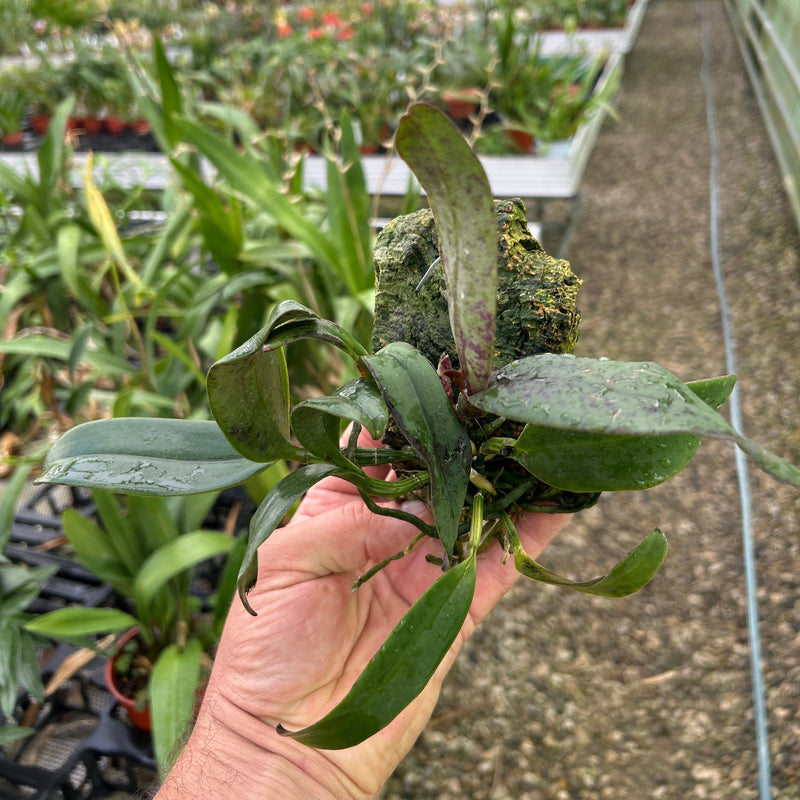 Cattleya schilleriana