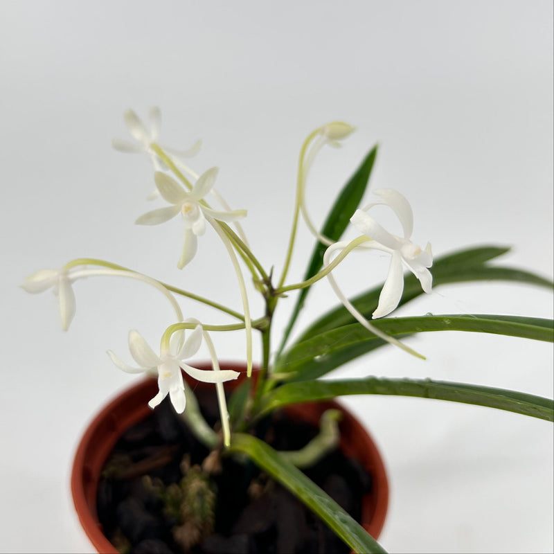Neofinetia falcata