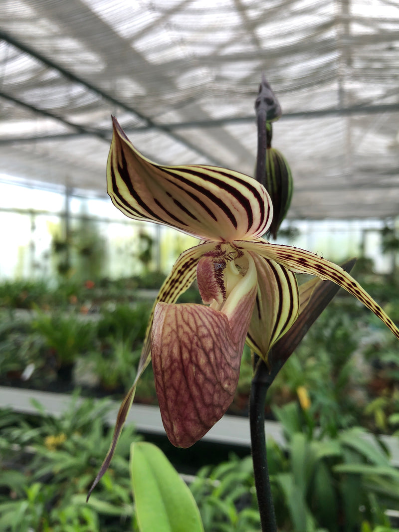 Paphiopedilum LADY ISABEL