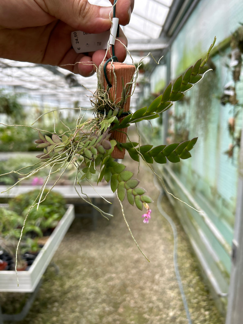 Dendrobium rosellum