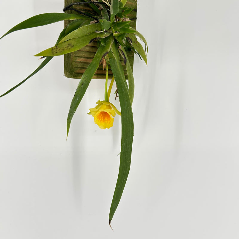 Plectrophora cultrifolia