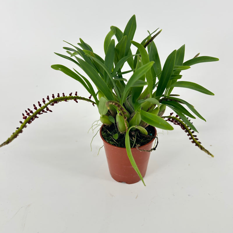 Bulbophyllum falcatum &