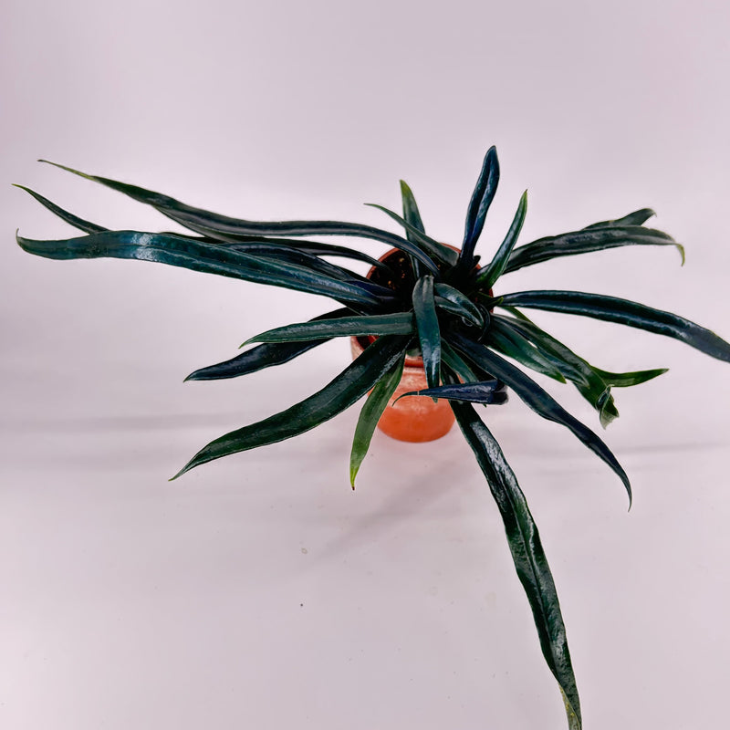 Microsorum thailandicum