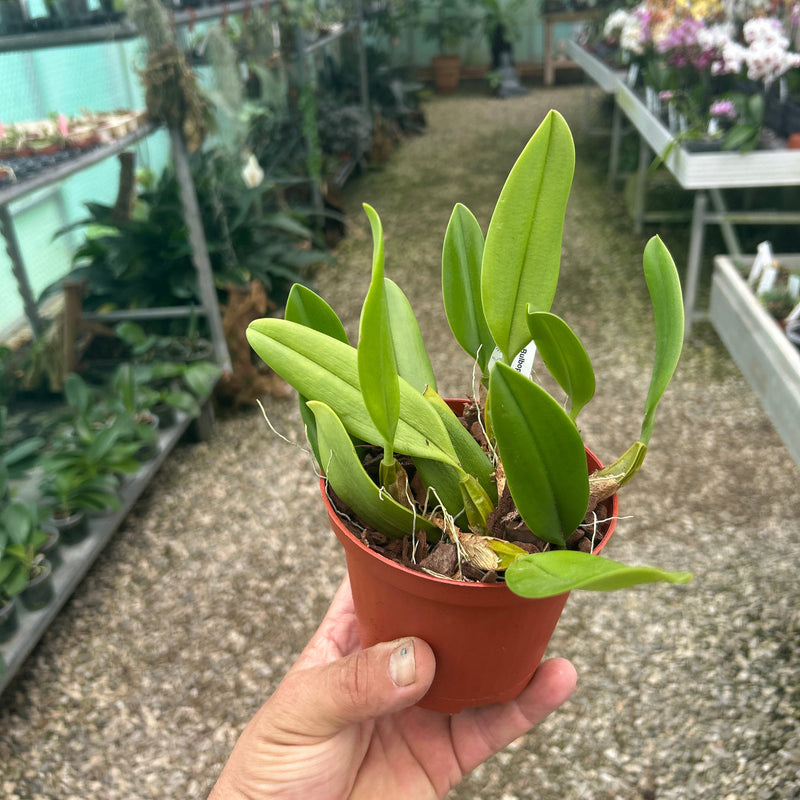 Bulbophyllum oxypterum