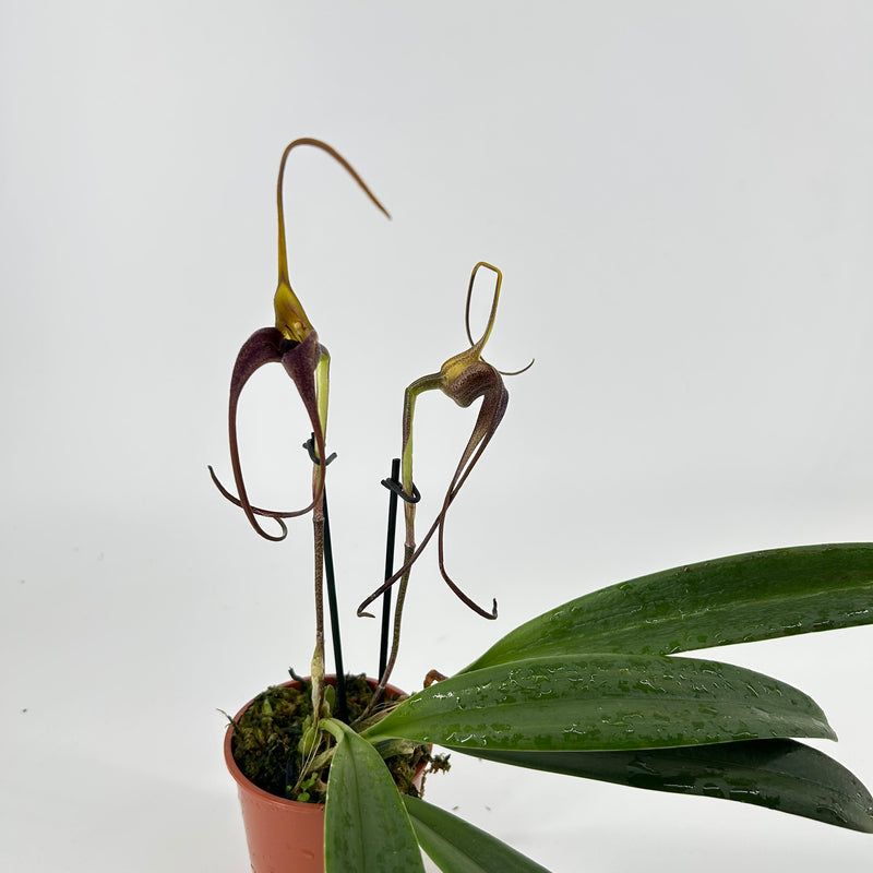 Masdevallia colossus