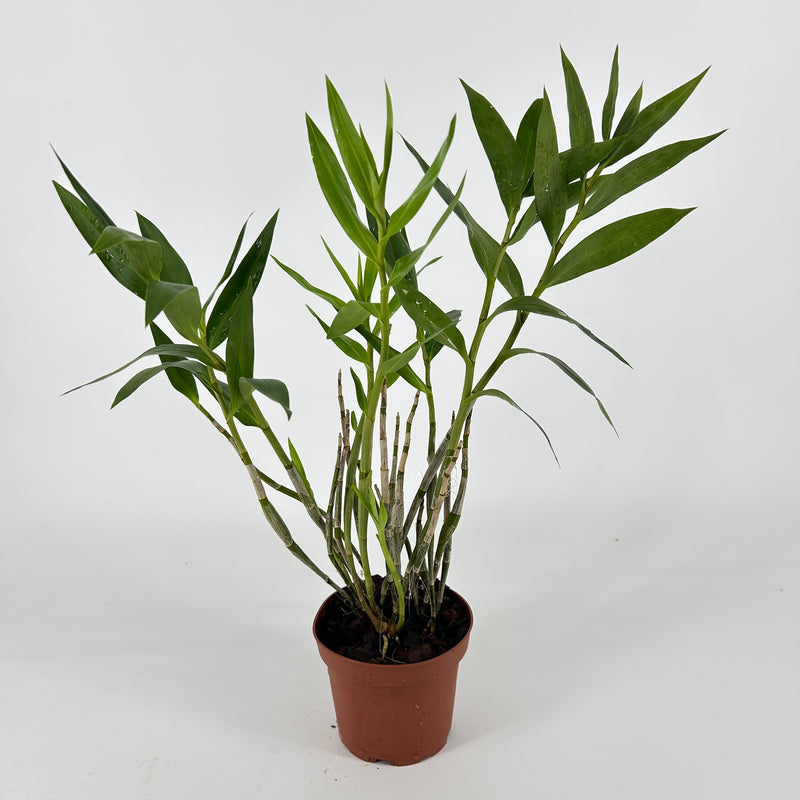Dendrobium brymerianum