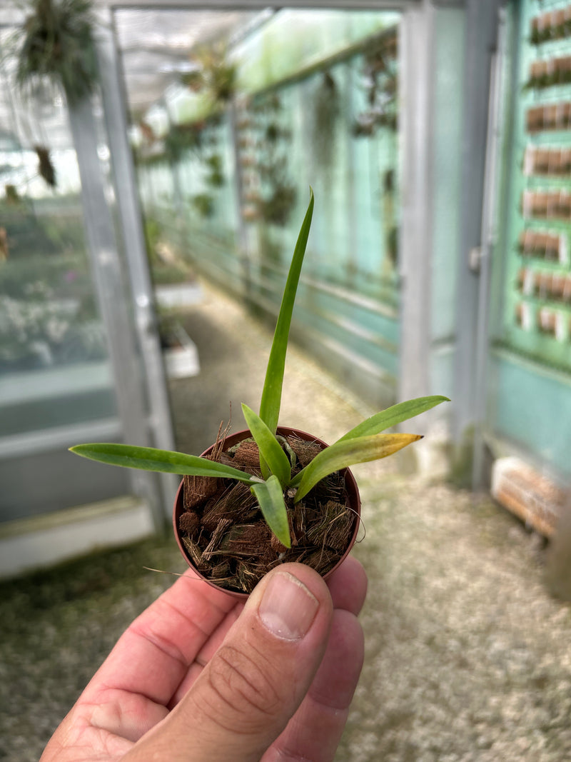 Laelia harpophylla X Broughtonia sanguinea