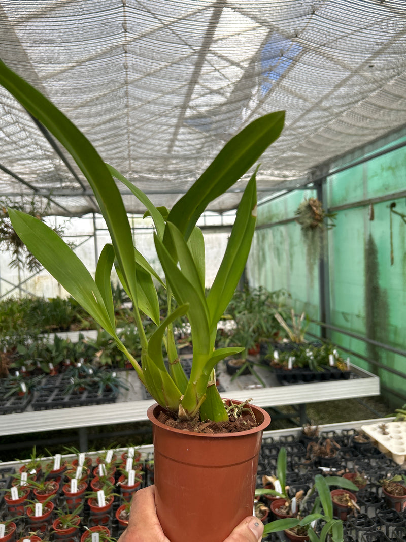 Odontoglossum hallii