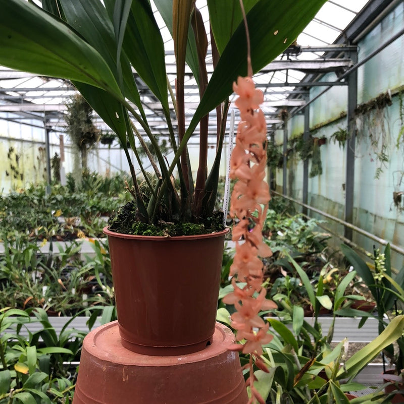 Dendrochilum hampelii