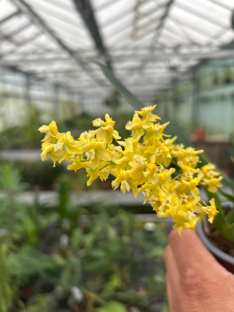 Oncidium TINY TWINKLE &