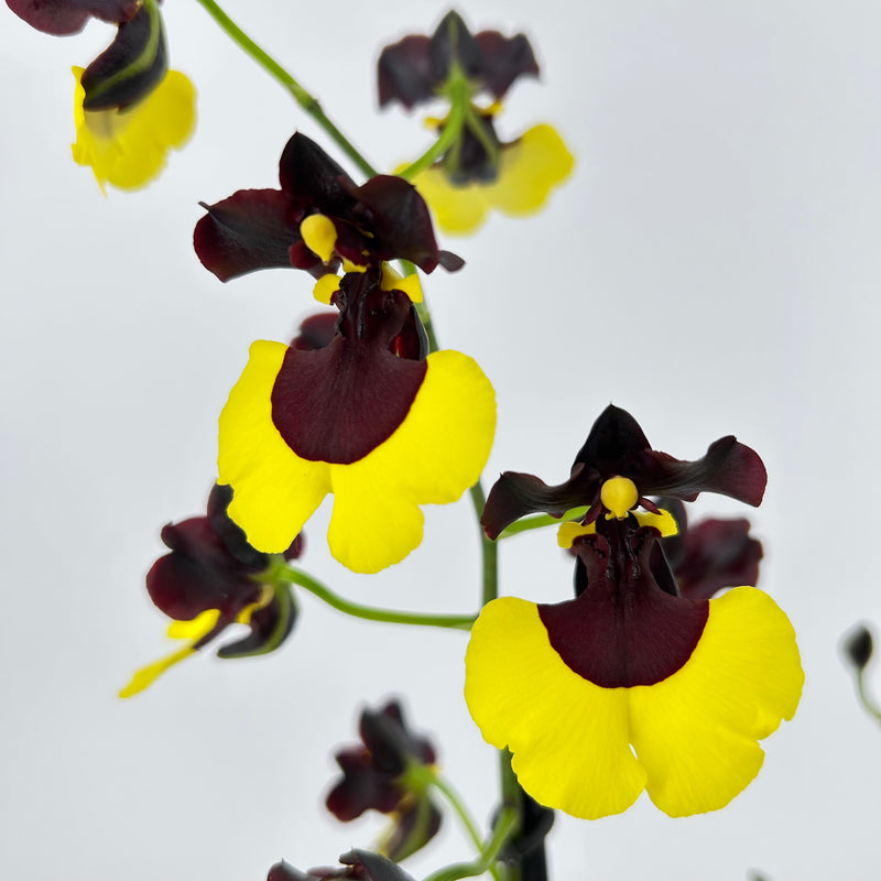 Gomesa JIAHO QUEEN (Onc. "Sabine Meyer")