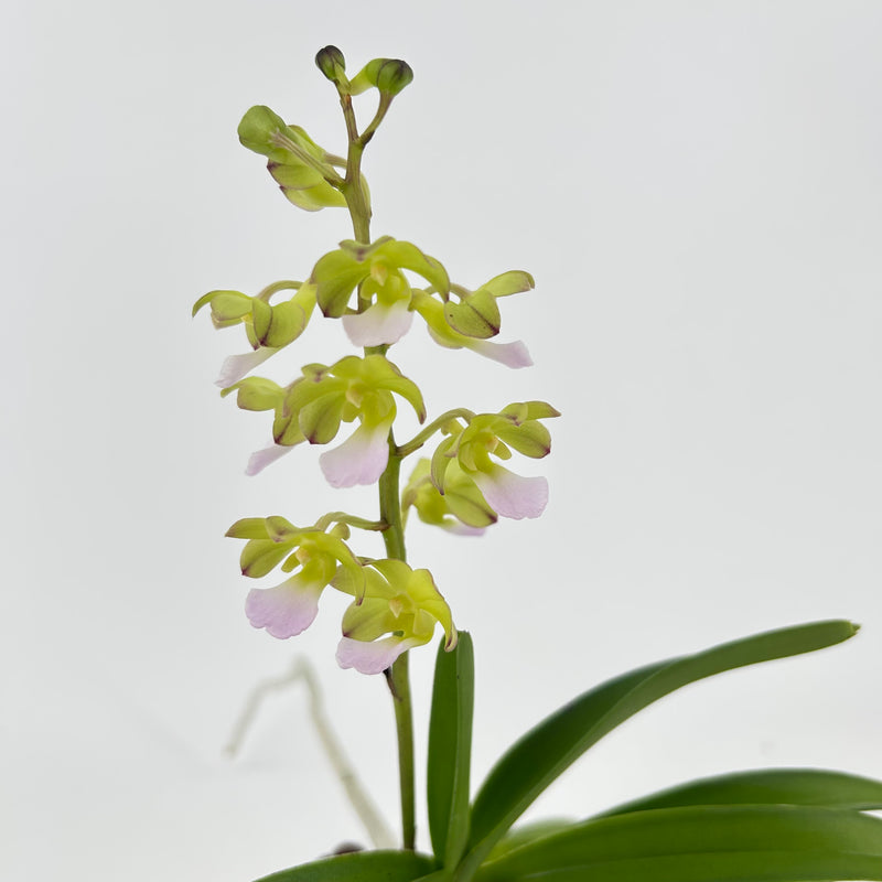 Vandachostylis KEDAH BELLA