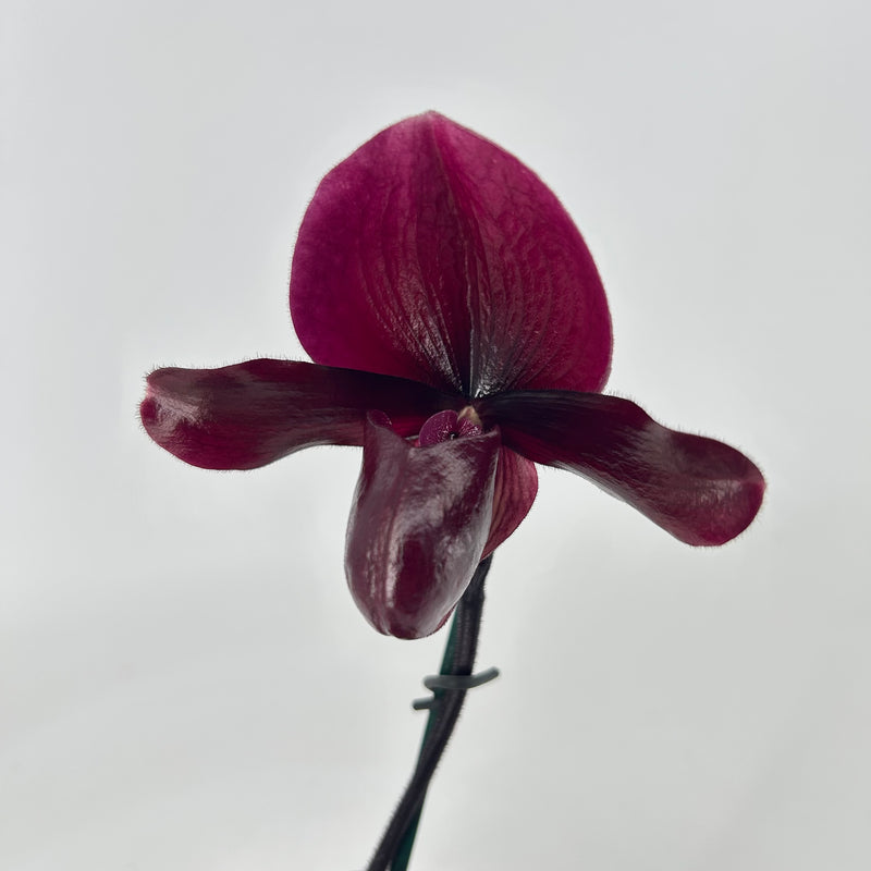 Paphiopedilum Black Jack