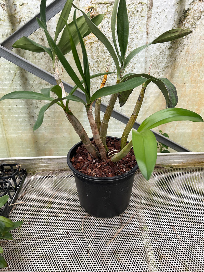 Dendrobium speciosum (XXL)