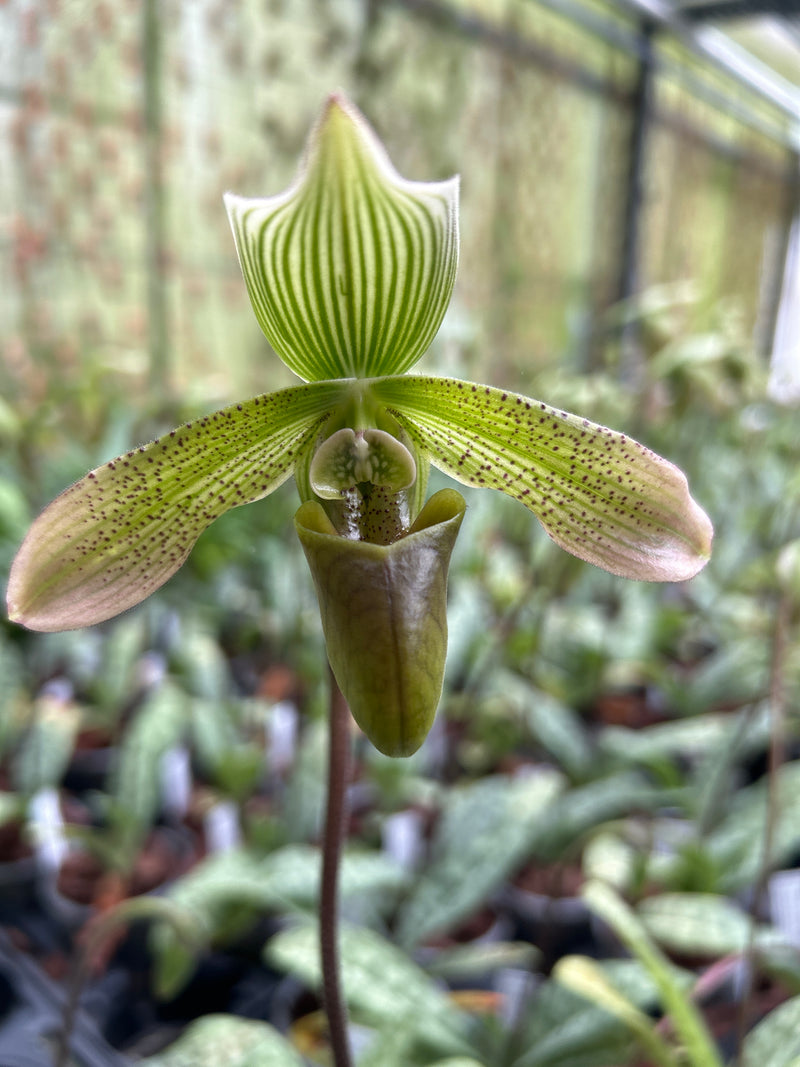 Paphiopedilum javanicum