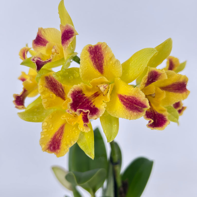 Cattleya Hybride "Berta"